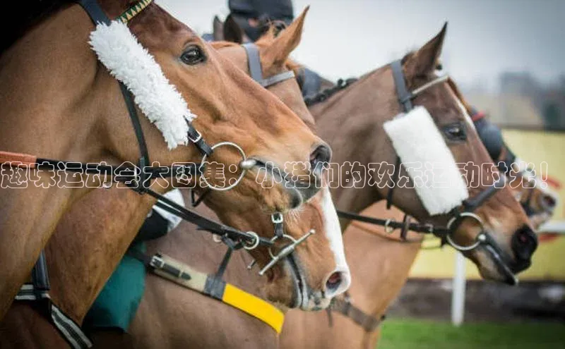 趣味运动会大图集：小猪们的欢乐运动时光！